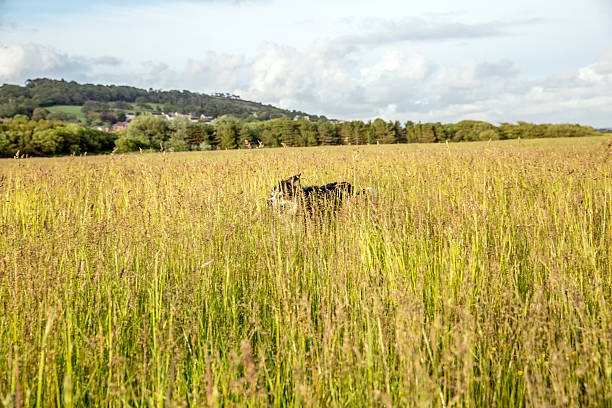 istock Dog running through golden field 476453914
