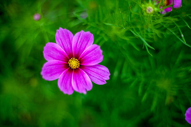 istock Garden border filled with colourful wild flowers 476454050