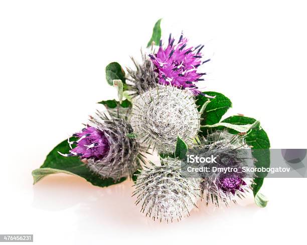 Foto de Agrimony e mais fotos de stock de Arbusto espinheiro - Arbusto espinheiro, Bardana - Tubérculo, Cabeça da flor