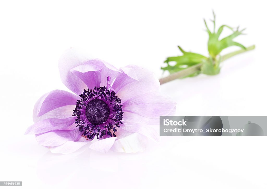 purple Anemonen - Lizenzfrei Baumblüte Stock-Foto