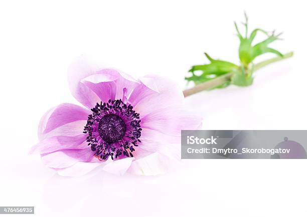 Purple Anemonen Stockfoto und mehr Bilder von Baumblüte - Baumblüte, Blatt - Pflanzenbestandteile, Blau