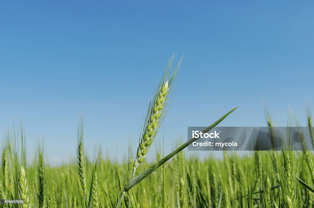 spica su campo verde e l'azzurro del cielo - Foto stock royalty-free di Agricoltura