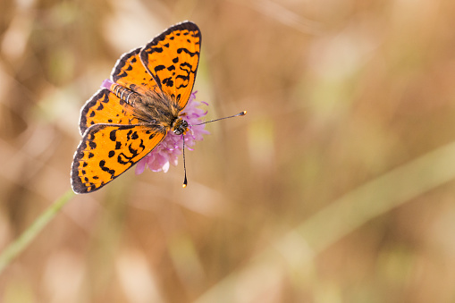 Close-up of butterfly with vivid colors