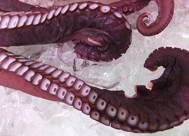 istock octopus on ice in the market 476458032