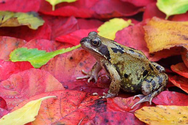 istock Common frog, Rana temporaria 476458841