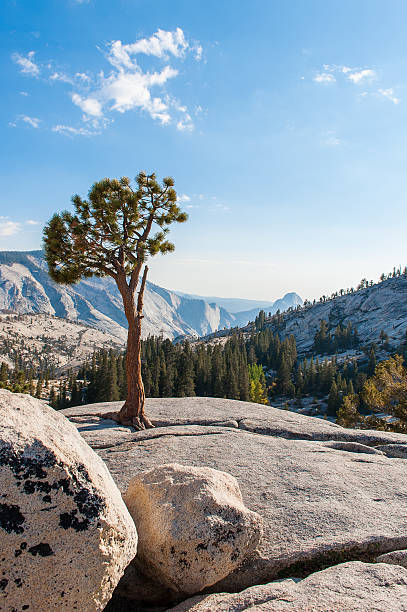 istock Tree on the rock in Yosemite Park 476458911