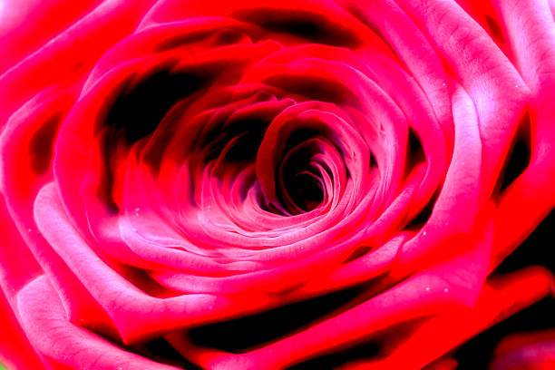 rote rose - vibrant color part of full studio shot stock-fotos und bilder