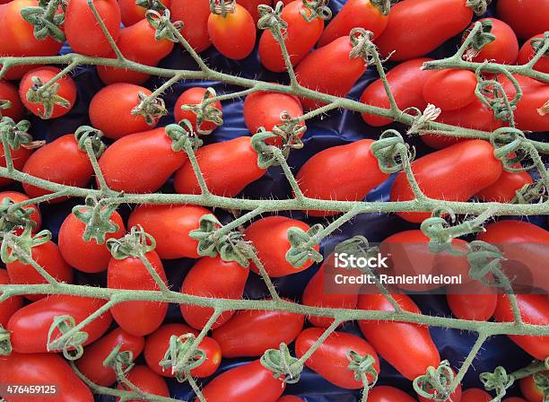 Photo libre de droit de Tas De Tomates Italiennes Fraîches banque d'images et plus d'images libres de droit de Agriculture - Agriculture, Autosatisfaction, Caractéristiques de la végétation