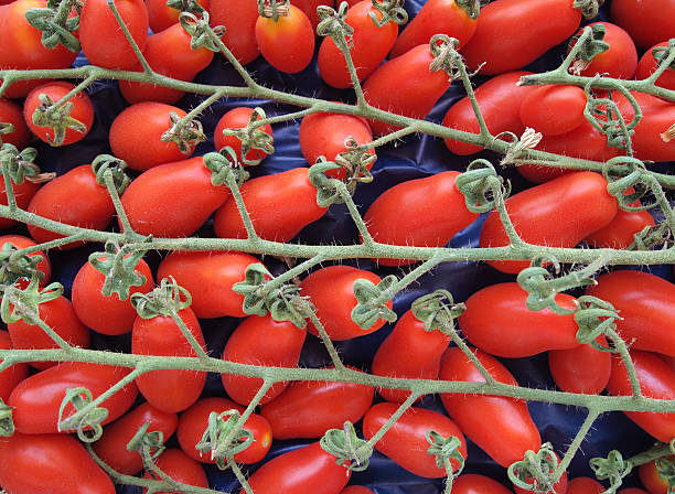 Bunch of fresh Italian tomatoes stock photo