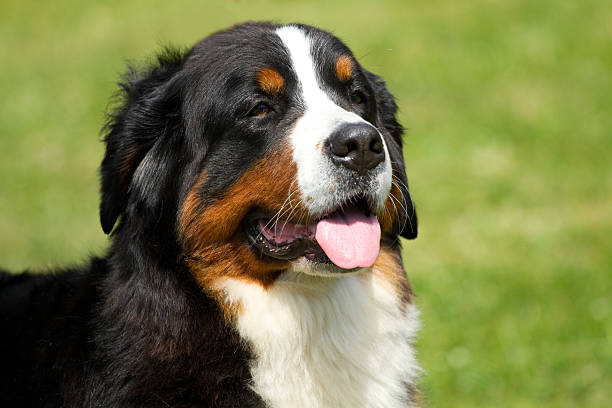 istock Bernese Mountain Dog dog 476459541