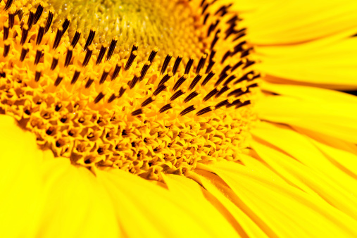 Close-up of sunflower inside, note shallow depth of field. Beautiful central focus of a sunflower. Close-up of the center shows spiral patterns.