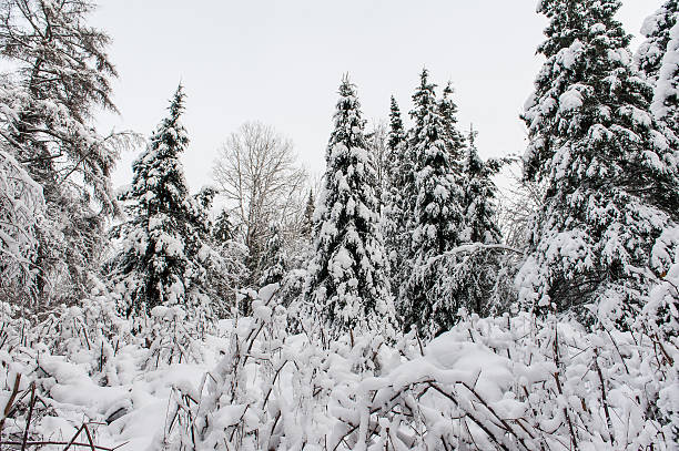 istock Canadian trees under the snow 476460161