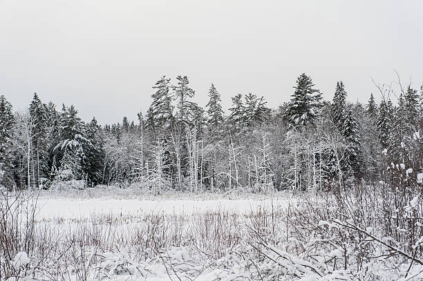 istock Canadian trees under the snow 476460173