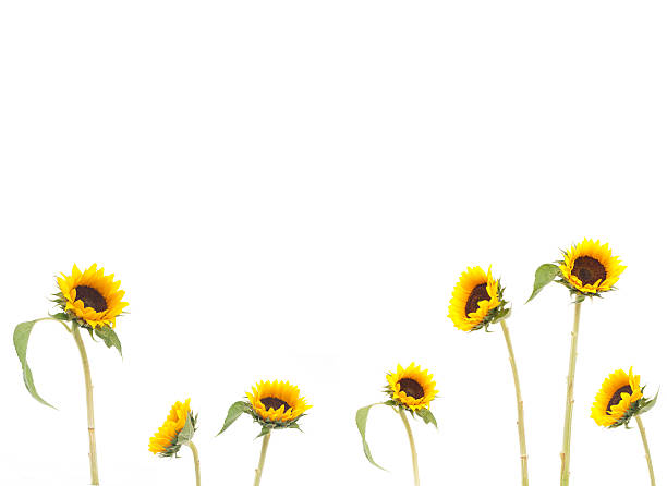 istock Frame from beautiful sunflowers isolated on white background 476460197