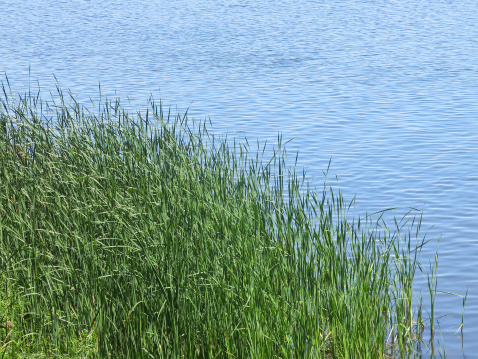 Colony of reeds growing at edge of lake on a summer afternoon