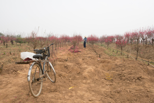 Hanoi, Vietnam - January 27, 2014: Farmer taking care of peach flower tree in the field. The tree is for selling in new year time