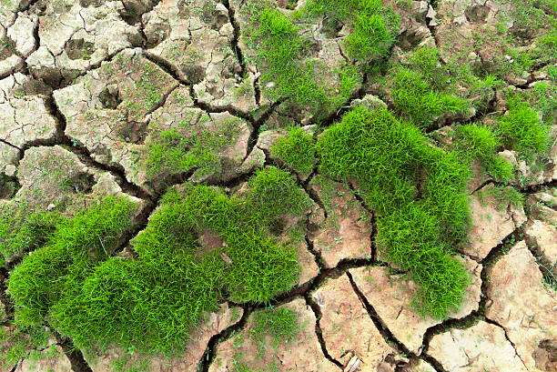 istock Green grass grow against drought 476460969