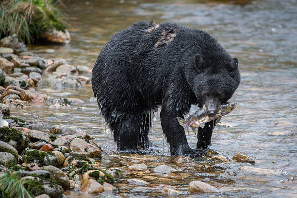 Black Bear Fishing, Gribbell Island, BC stock photo