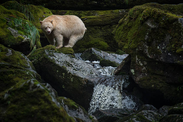 istock Spirit Bear, Gribbell Island, BC 476461013