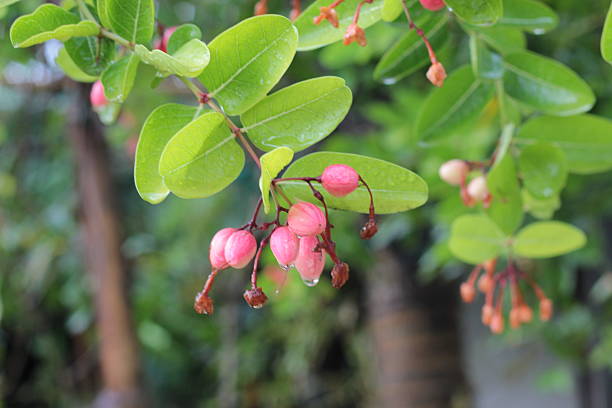 istock Super fruit, Scientific name Carissa carandas Linn. 476461030