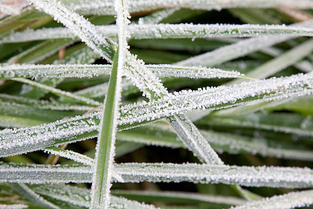 istock green grass with the inny 476461671
