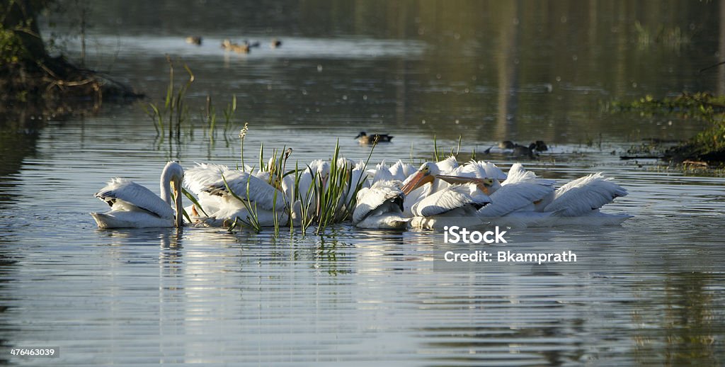 Pelican Huddle Pelicans huddling up early in the morning in  Orlando Wetlands Park Animal Wildlife Stock Photo