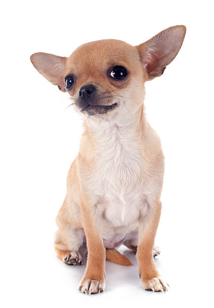 istock puppy chihuahua 476463479