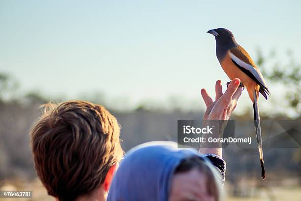 Colourful Bird Sit On A Ladys Finger Stock Photo - Download Image Now - Adult, Animal, Asia