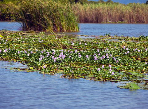 Jamaica. blossoming hyacinths sobre el río negro (Eichornia crassipes) photo