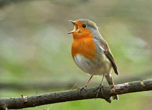European Robin singing out loud.