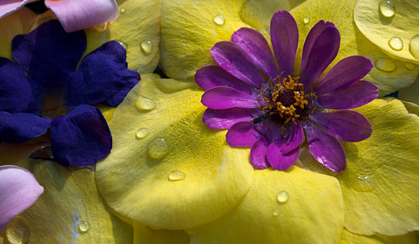 Flores coloridas - foto de acervo