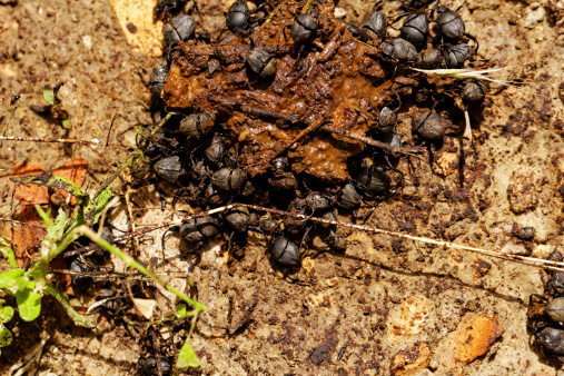 Dung Beetles In The Excreta Stock Photo - Download Image Now - Animal, Animal Body Part, Animal Dung - iStock Dung Beetles In The Excreta Stock Photo - Download Image Now - Animal, Animal Body Part, Animal Dung - iStock