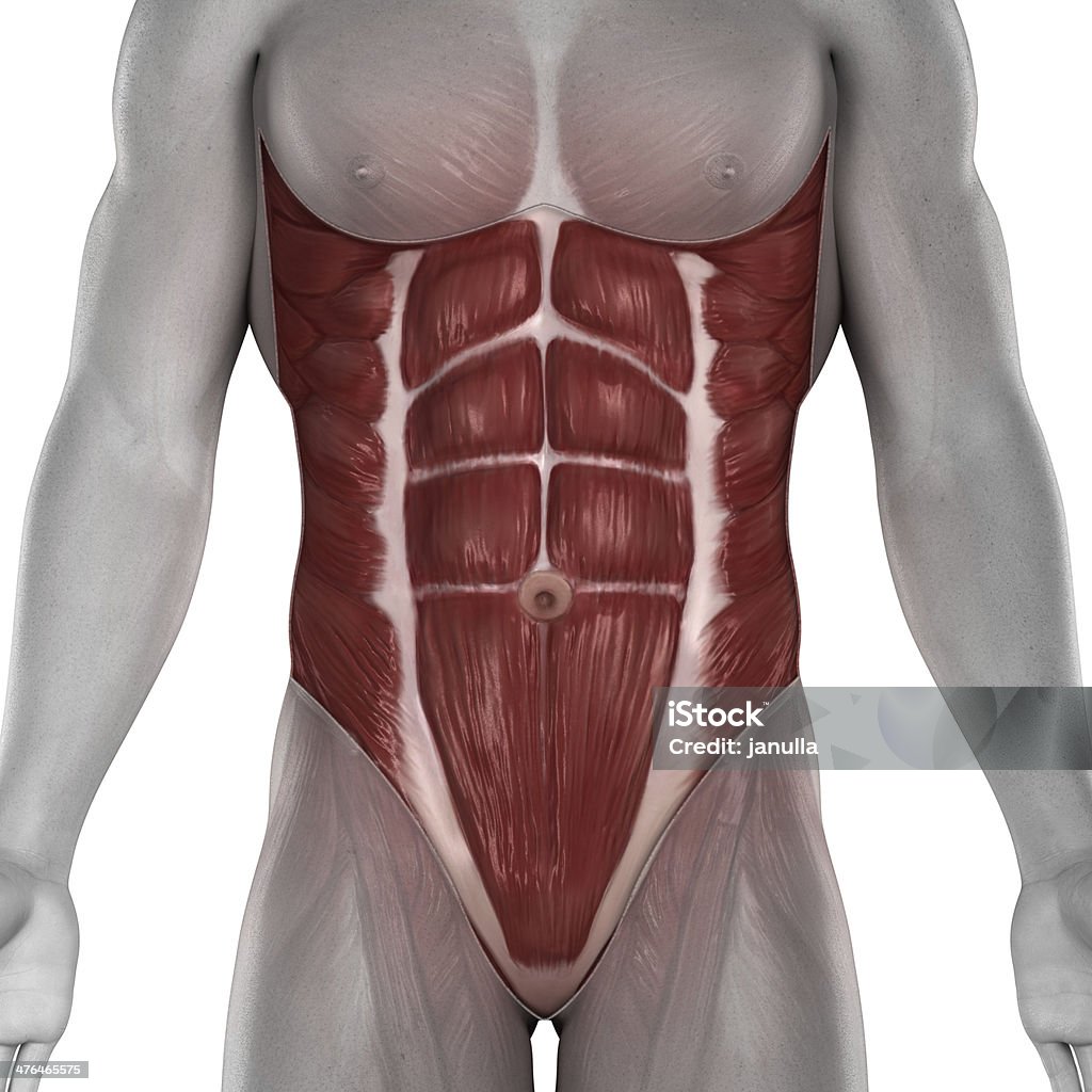 Male abdomen muscles anatomy Male abdomen muscles anatomy isolated in 3D Rectus Abdominis Stock Photo