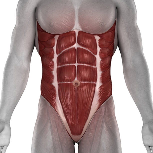 Male abdomen muscles anatomy stock photo