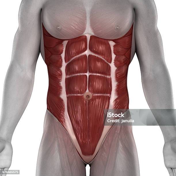 Male Abdomen Muscles Anatomy Stock Photo - Download Image Now - Rectus Abdominis, Abdominal Muscle, Adult