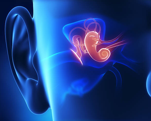 imágenes generadas por ordenador de anatomía del oído medio - human ear fotografías e imágenes de stock