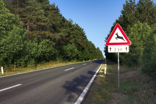 Road in Slovenia with a warning sign signaling wild animals crossing. Roe deers are very common in Slovenia, and thousands are killed by cars each year.