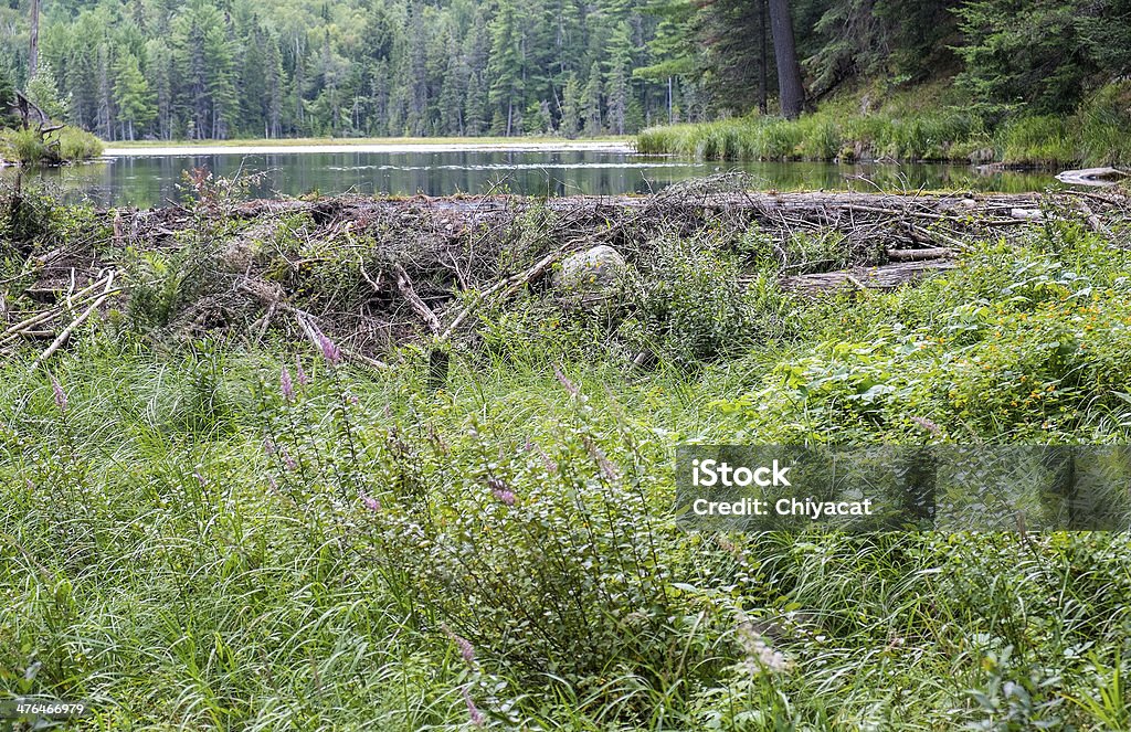 Dique de castor - Foto de stock de Castor libre de derechos