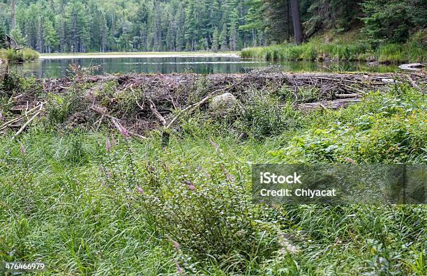 Dique De Castor Foto de stock y más banco de imágenes de Castor - Castor, Presa, Sector de la construcción