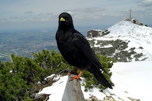 istock Alpine chough on a snowy mountain top 476467618