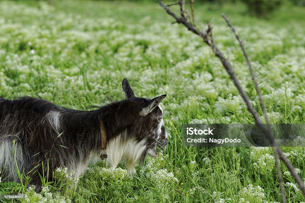 Cabras pastando - Foto de stock de Agricultura royalty-free