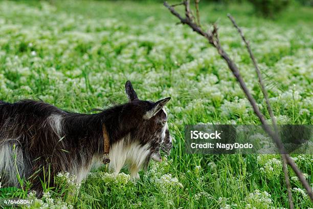 Foto de Cabras Pastando e mais fotos de stock de Agricultura - Agricultura, Animal, Animal de Fazenda