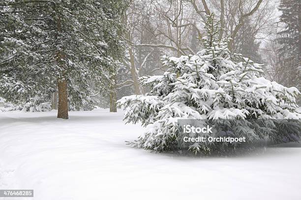 Las W Śniegu - zdjęcia stockowe i więcej obrazów Bez ludzi - Bez ludzi, Burza śnieżna, Bór sosnowy
