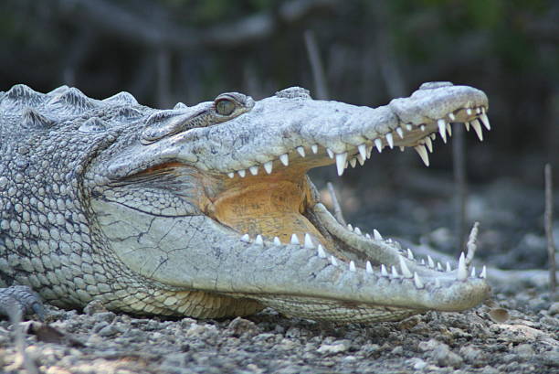 istock American Crocodile mouth open 476468703