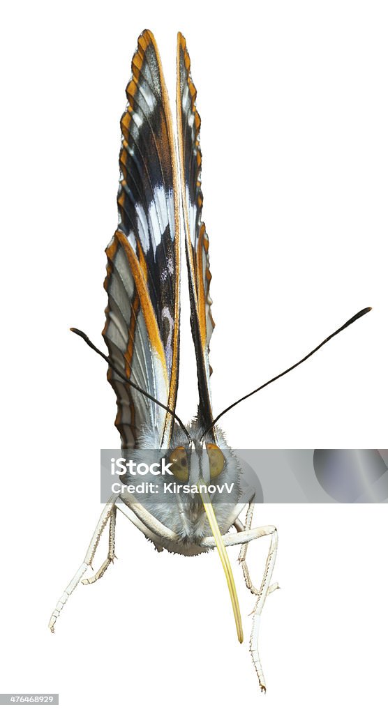 Farfalla (Apatura schrencki) - Foto stock royalty-free di Ala di animale