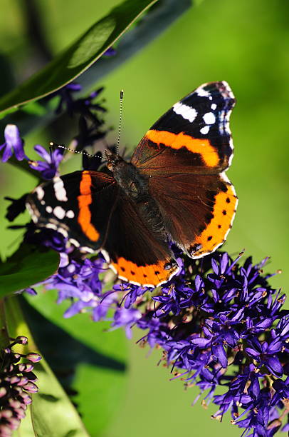 Red Admiral Butterfly, U.K. Macro image of a Summer insect. vanessa atalanta stock pictures, royalty-free photos & images
