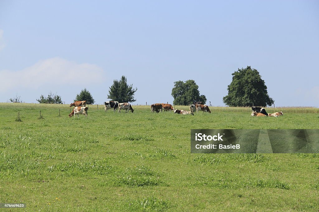 Kühe in der Pasture - Lizenzfrei Alm Stock-Foto