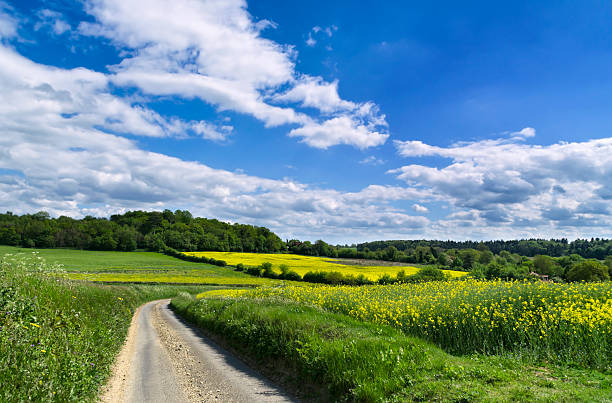 曲がりくねった道からフィールドで、サフォーク coddenham - suffolk east anglia rural scene non urban scene ストックフォトと画像