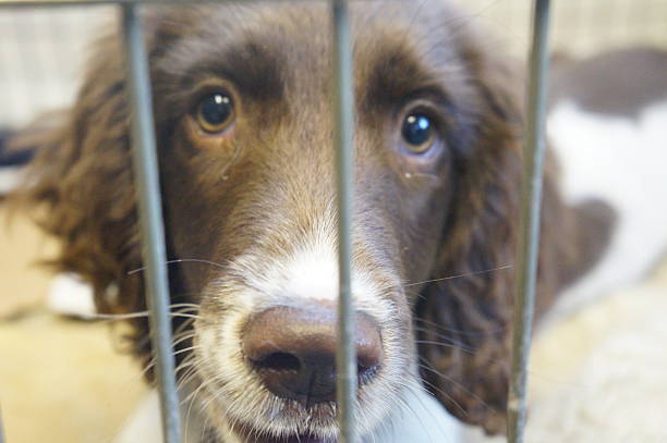 istock Sad puppy in cage 476470756