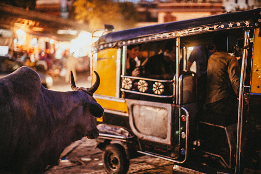 At night, in the Jodhpur market, a sacred cow is looking at four persons, among whom, two are trying to fit in a rickshaw.